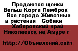 Продаются щенки Вельш Корги Пемброк  - Все города Животные и растения » Собаки   . Хабаровский край,Николаевск-на-Амуре г.